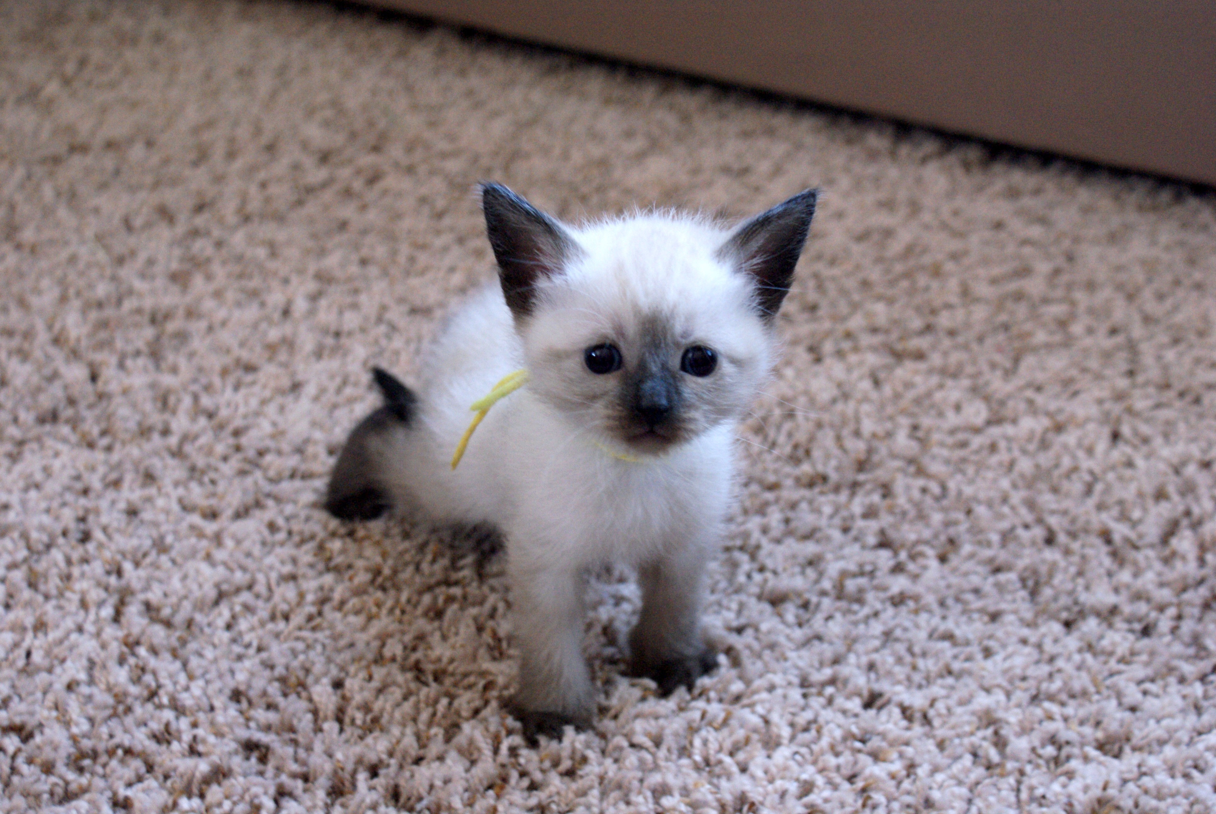 Previous Litters Mitten Kittens