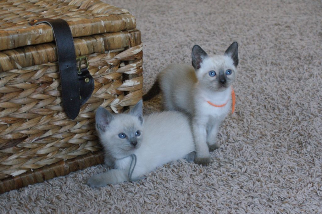 Three Adorable Male Applehead Siamese Available Mitten Kittens 6225