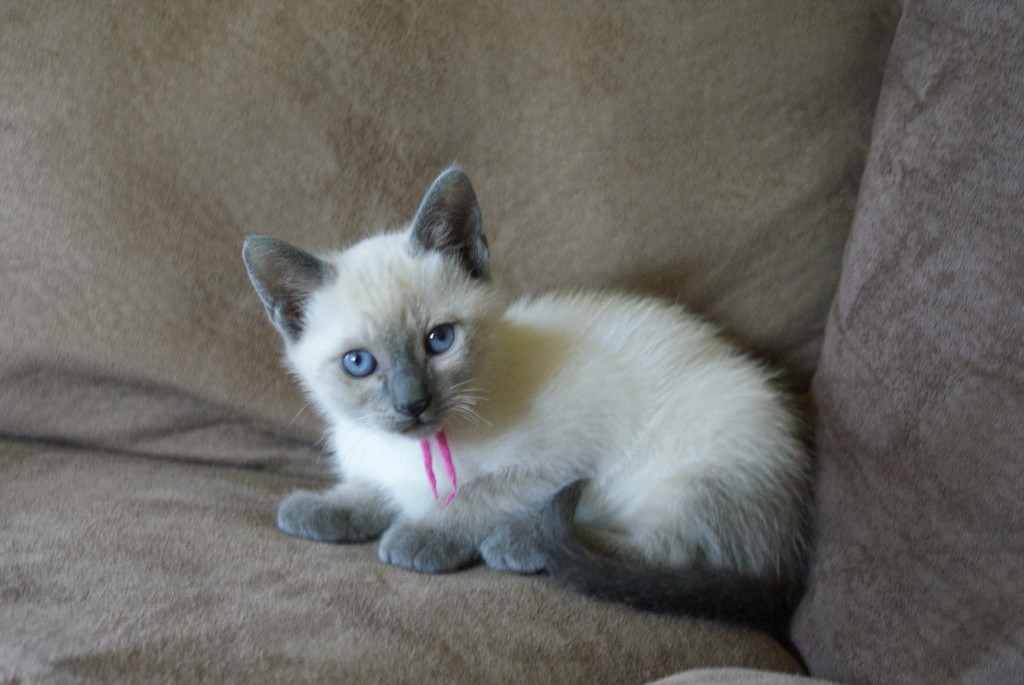 Female kitten Mitten Kittens