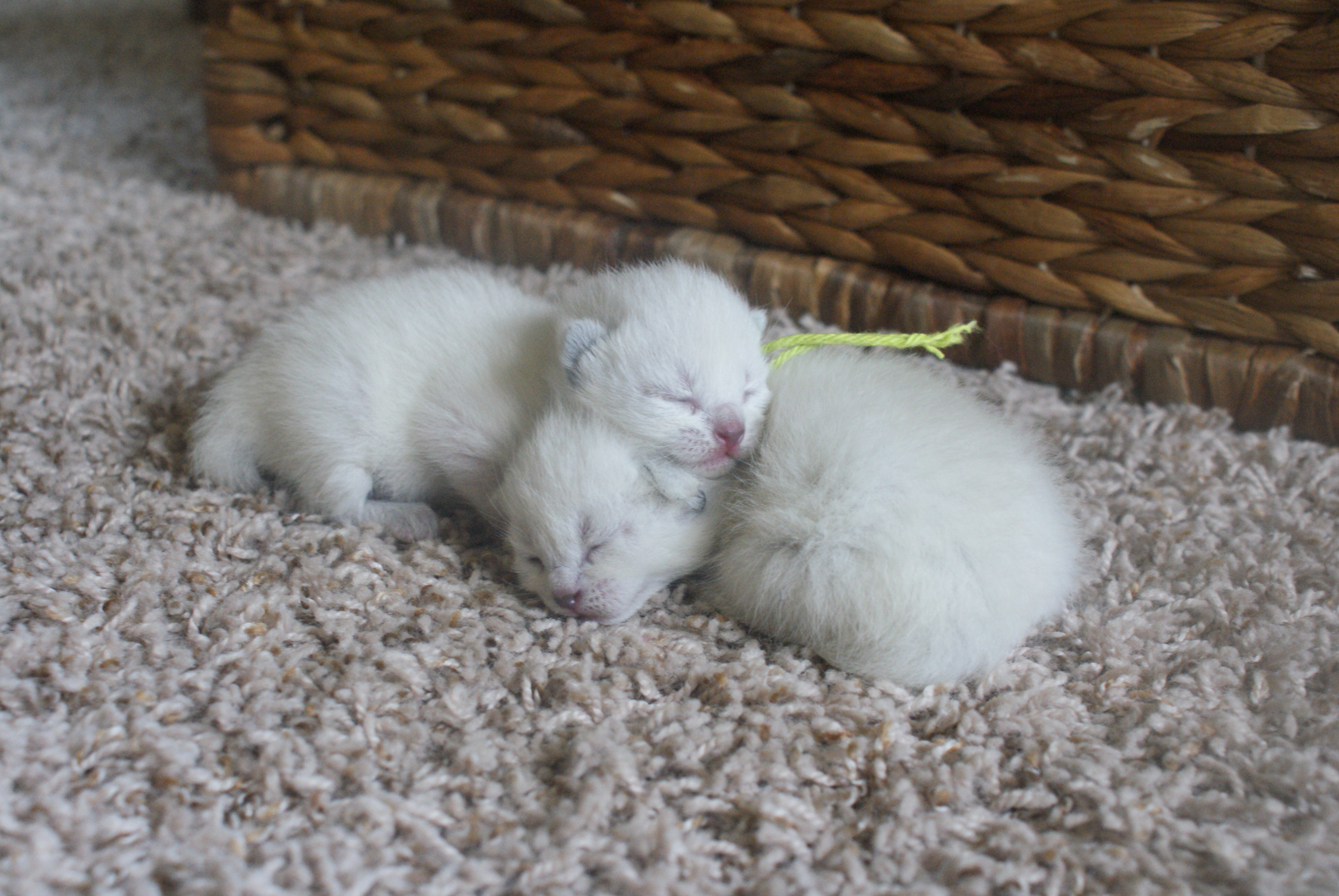 Siamese kittens